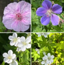 Storchschnabelblüten verschiedener Arten